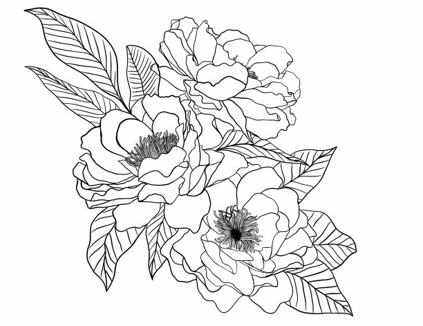 牡丹花插画