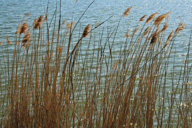 湖边芦苇丛