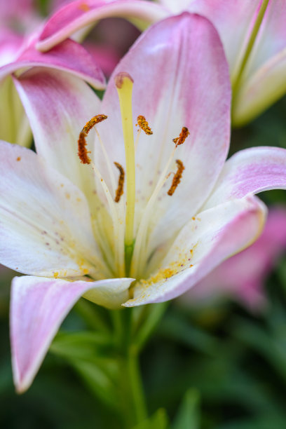 雌蕊和雄蕊花艺