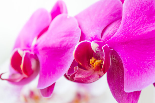 紫蝴蝶兰花
