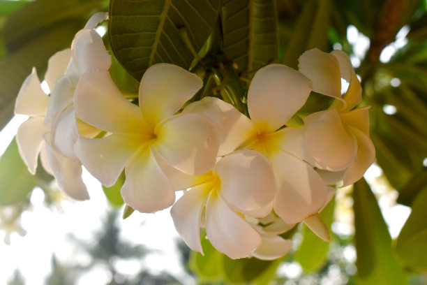 夏威夷花卉