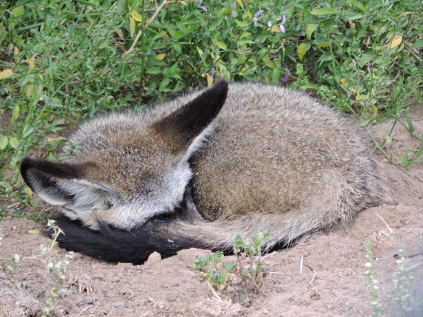 otocyon