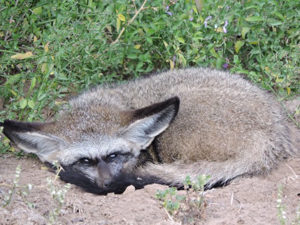 otocyon