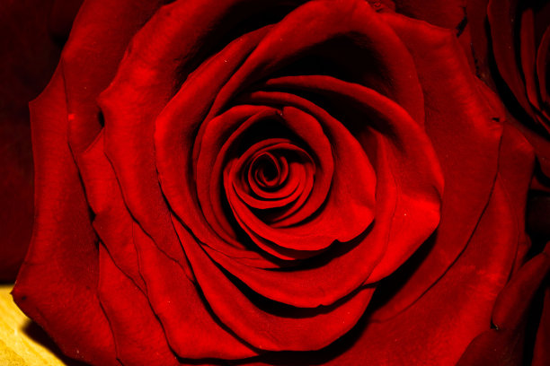 玫瑰,周年纪念,暗色