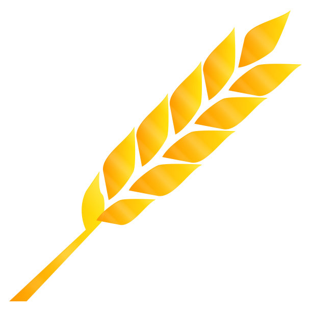 金色玉米种子