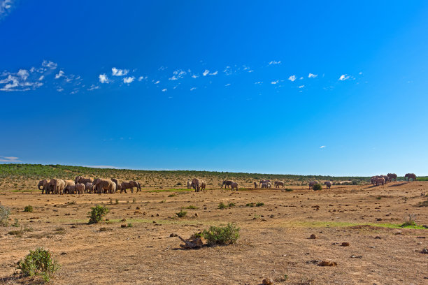 非洲动物,非洲大草原