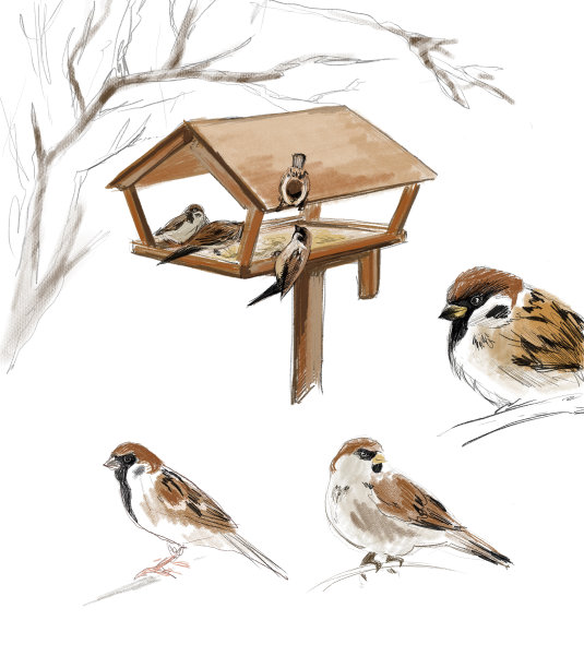 sparrow
