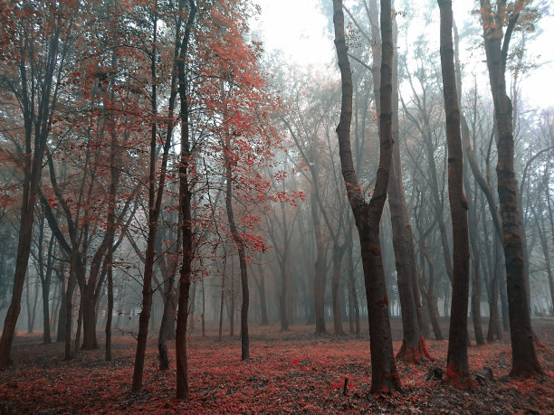 初秋 秘境森林
