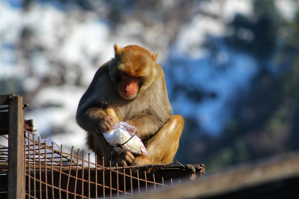 monkey-nut