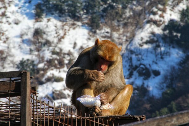 monkey-nut