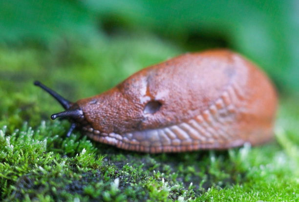 gastropod
