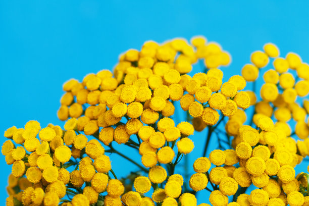 tanacetum