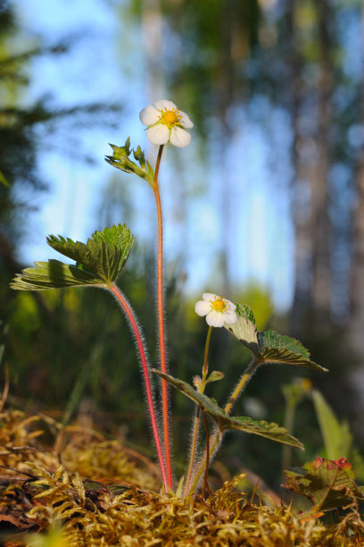 野草莓花