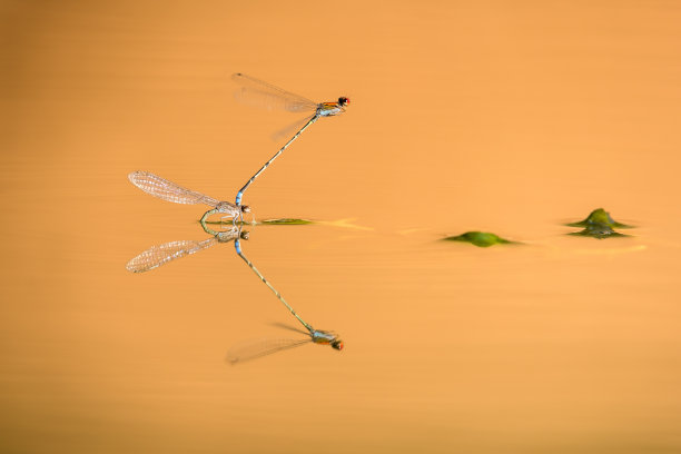 金色蜻蜓