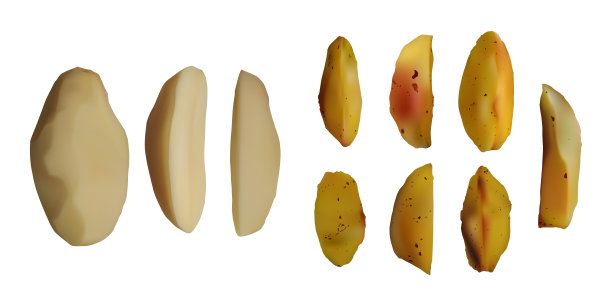 矢量土豆插画