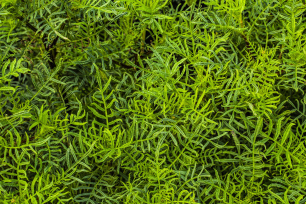 overgrown