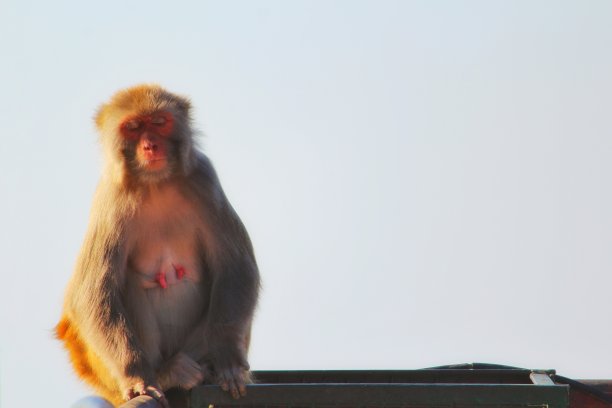 monkey-nut