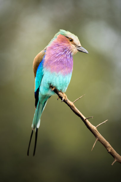 紫蓝鸟