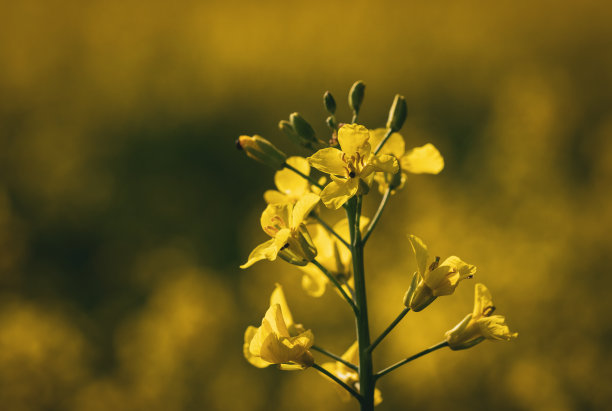 透光不透明花纹