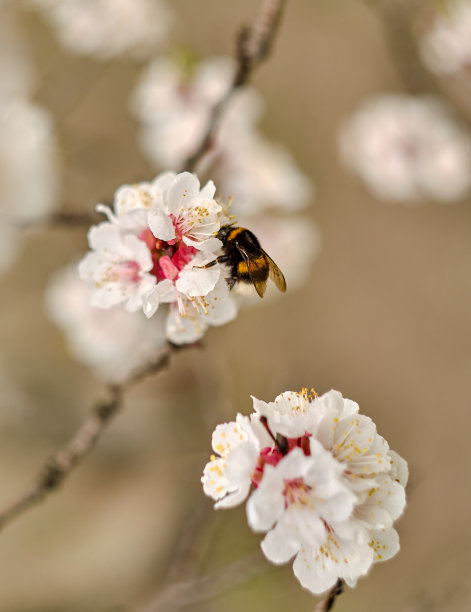 樱花上的蜜蜂