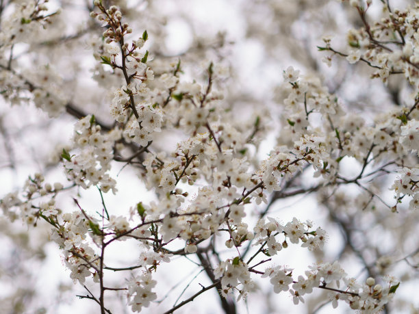 白色梨花特写春暖花开梨花树