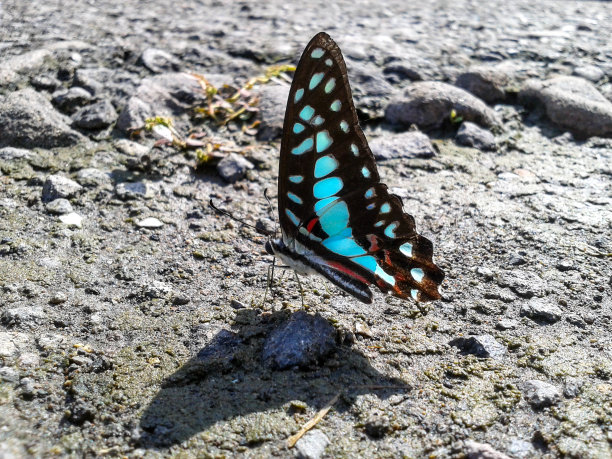 蓝白花卉蝴蝶图案素材