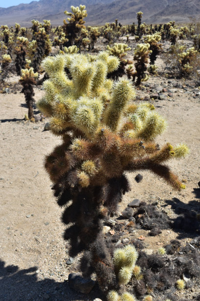 cholla