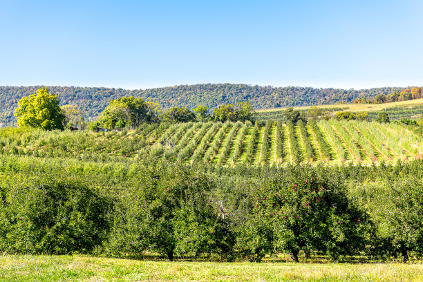 orchard