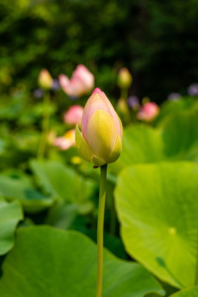 荷花高清特写