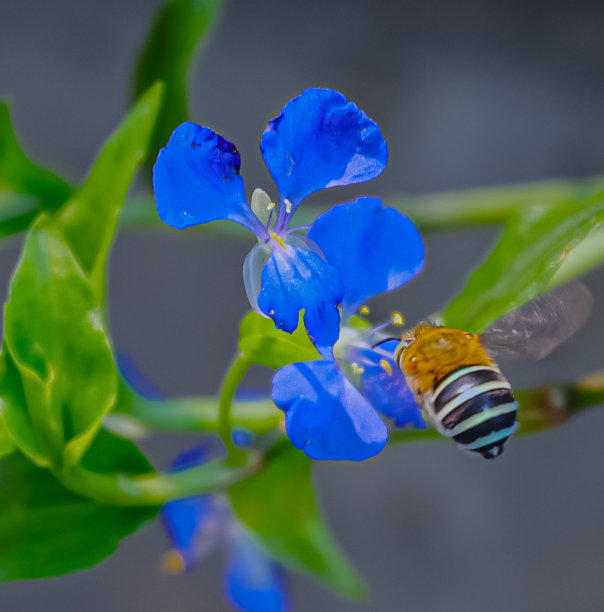 蜂巢图案花纹