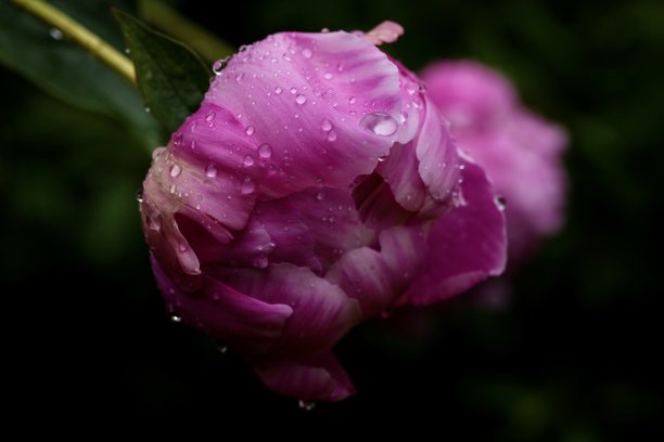 季节,彩色背景,红色