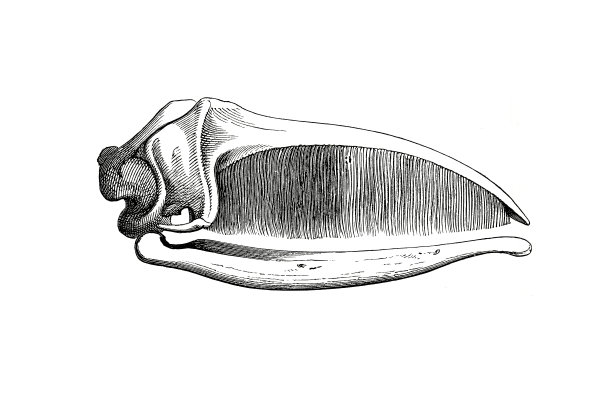 古代哺乳动物牙齿