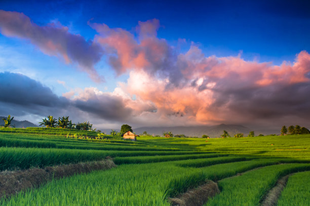 稻田与天空