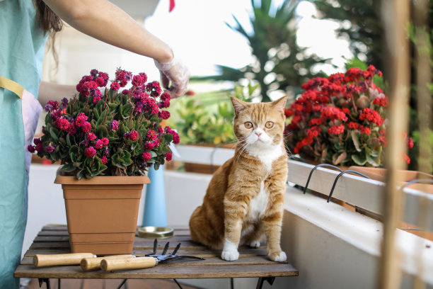 窗户鲜花小猫咪