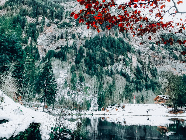 水杉,树木,高清大图