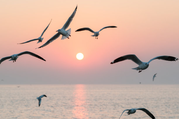 夕阳海鸥