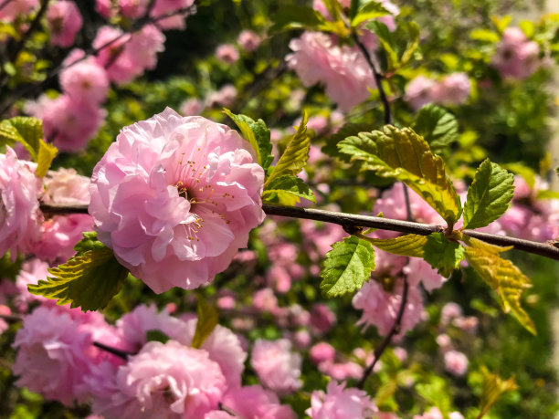 月季花花蕾