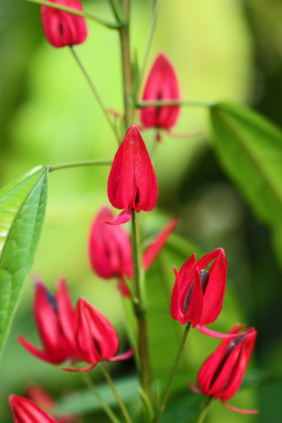 红色蜀葵花