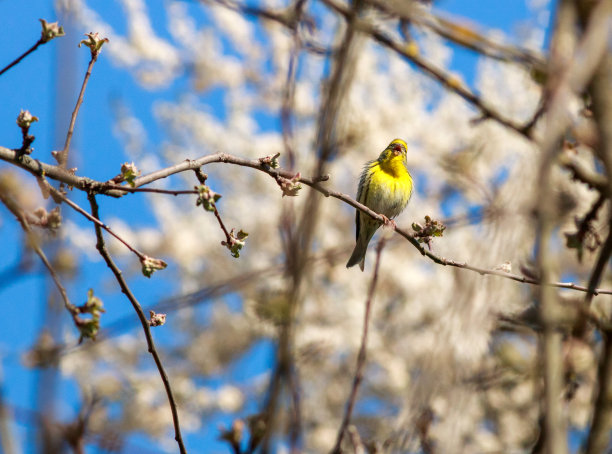 canary