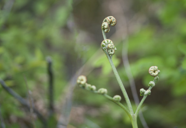 fiddlehead