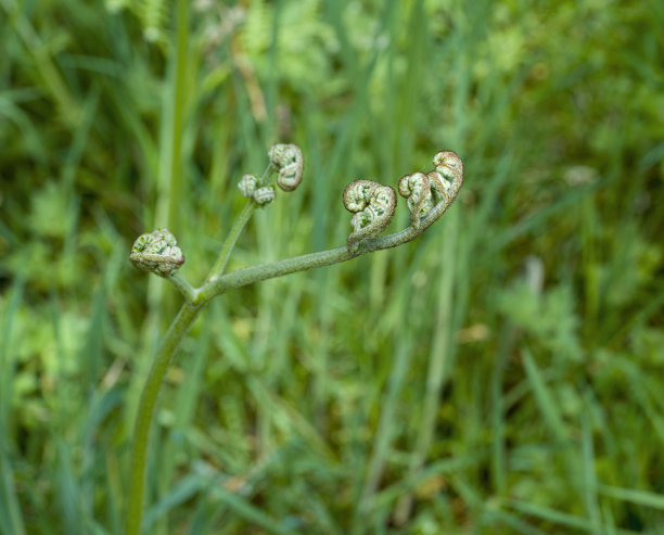 fiddlehead