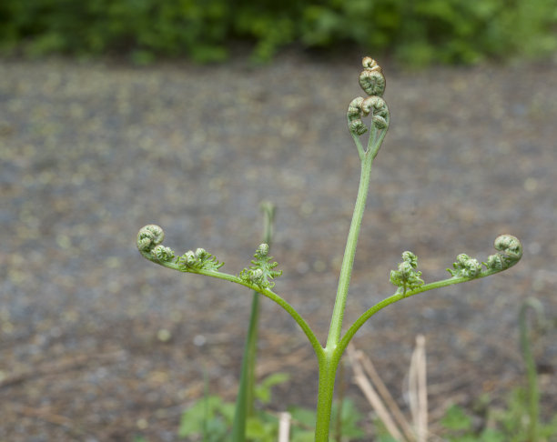 fiddlehead