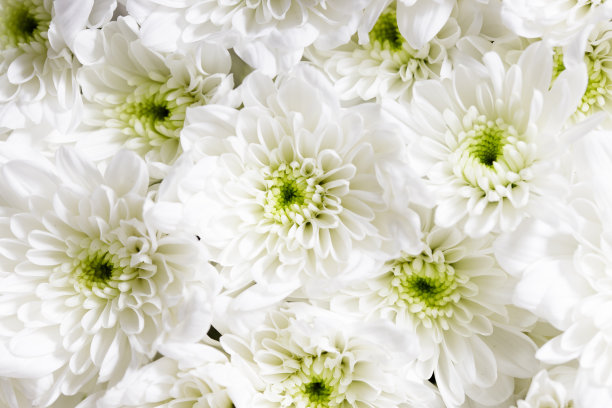 纯洁白色菊花