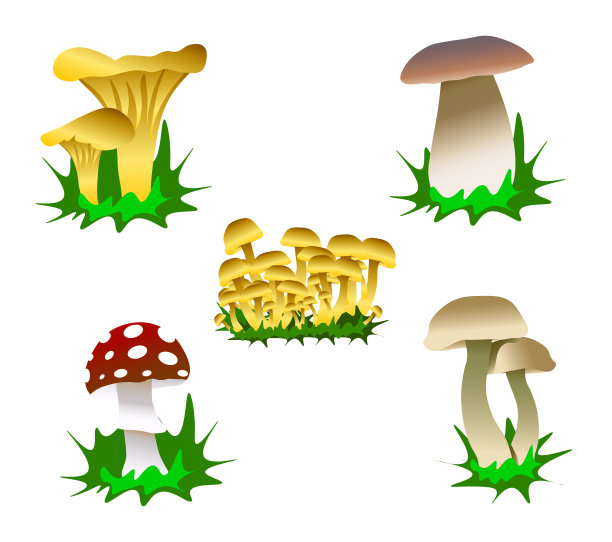 蘑菇插画 
