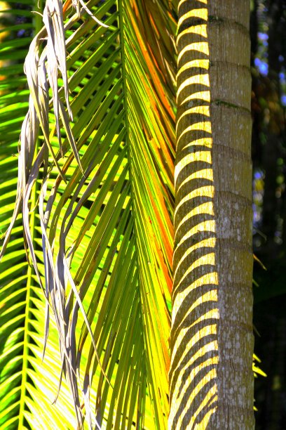 植物棕榈叶芭蕉叶花纹