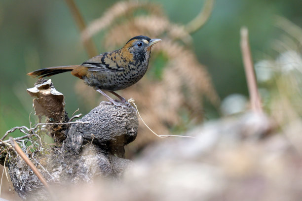 laughingthrush