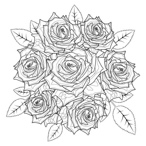 玫瑰插画插图