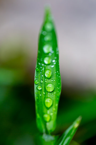 雨滴在树叶上背景模糊