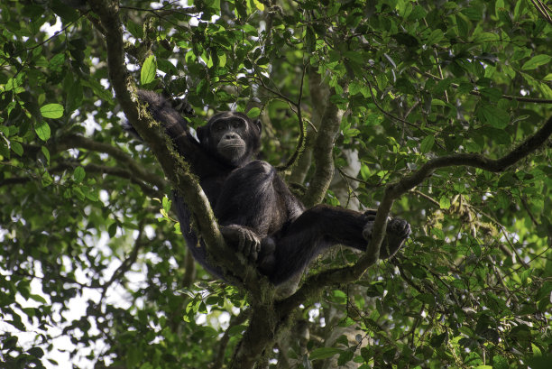 ape