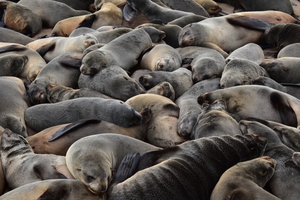 colony